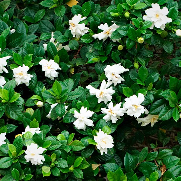 gardenia-jasminoides Gardenia Jasminoides