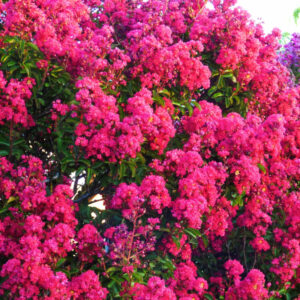 Lagerstroemia Indica