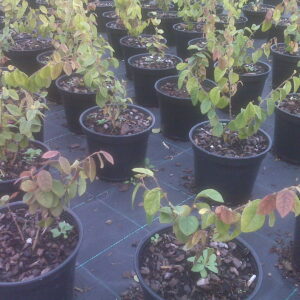 Loropetalum Chinensis