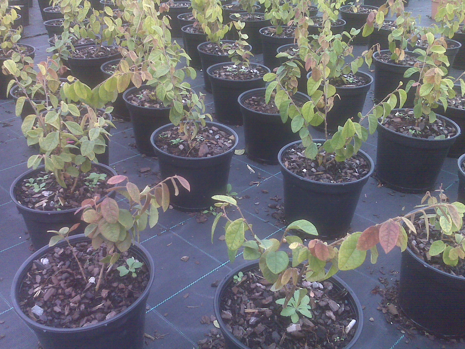 loropetalum chinensis Loropetalum Chinensis