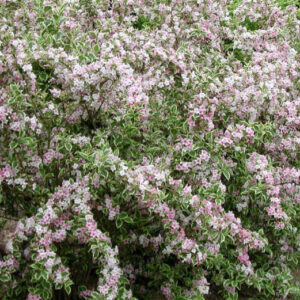 Weigelia Florida