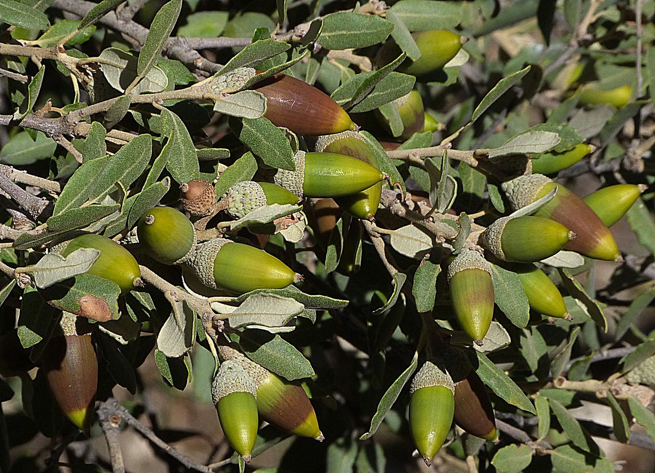 Ǫuercus Ilex