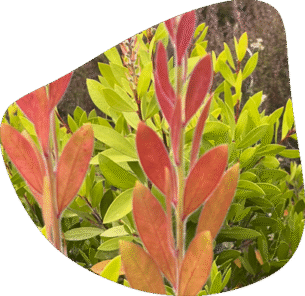 Plantas para espaços exteriores e jardins