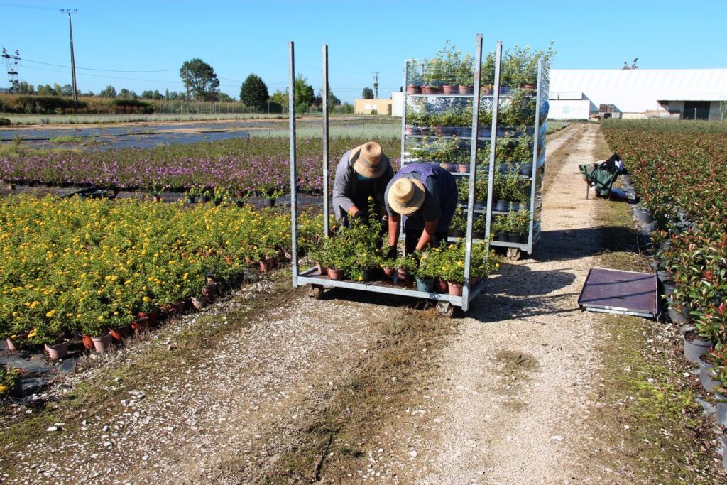 Dois trabalhadores com chapéus de palha organizam vasos de plantas num carrinho metálico, num viveiro ao ar livre com filas de flores coloridas e um armazém ao fundo, sob céu limpo.