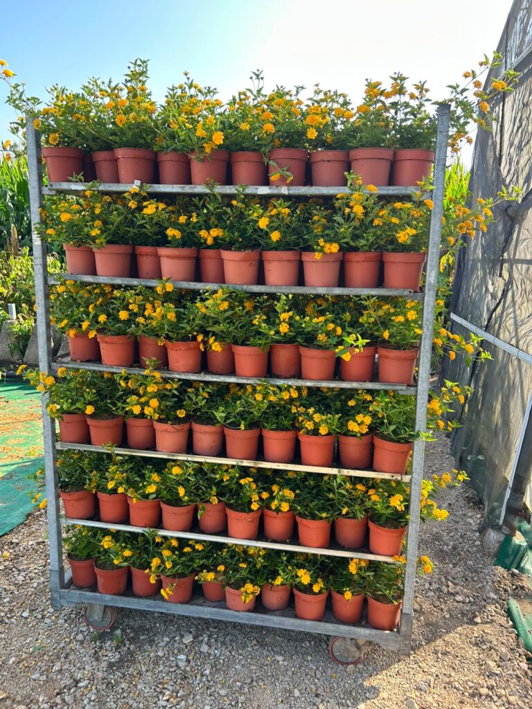 Lantana Montevidensis