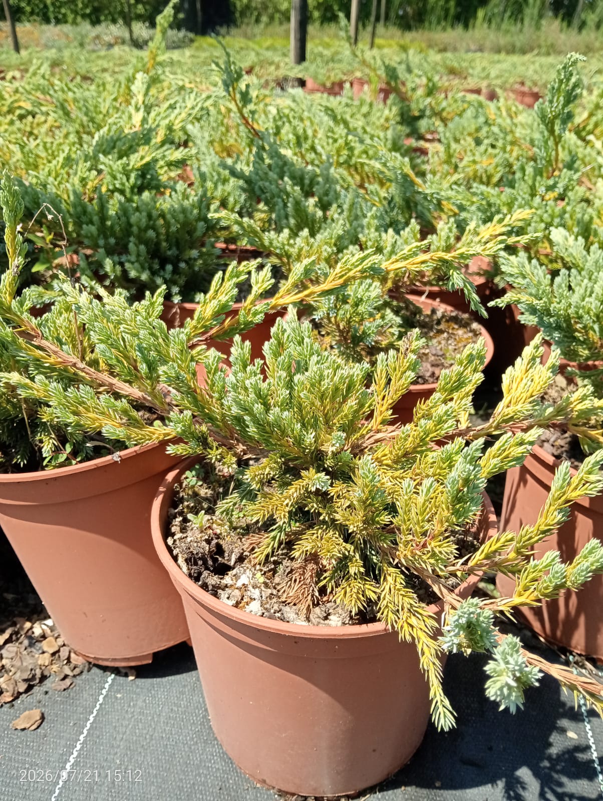 Juniperus squamata blue carpet Juniperus squamata blue carpet