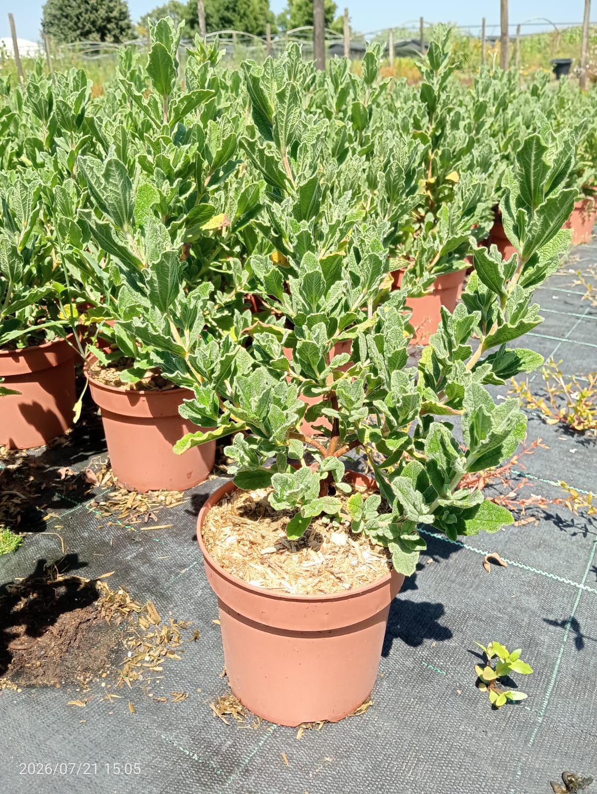 Cistus salvifolius