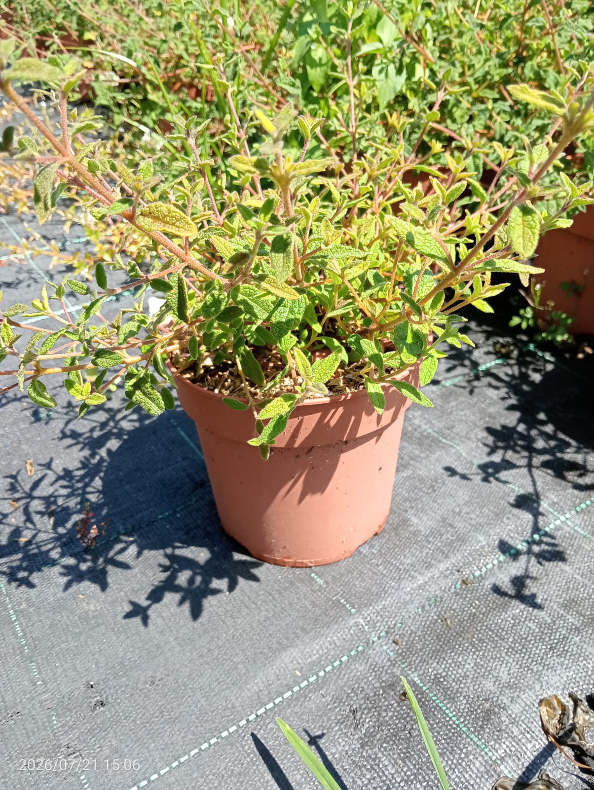 Cistus salvifolius