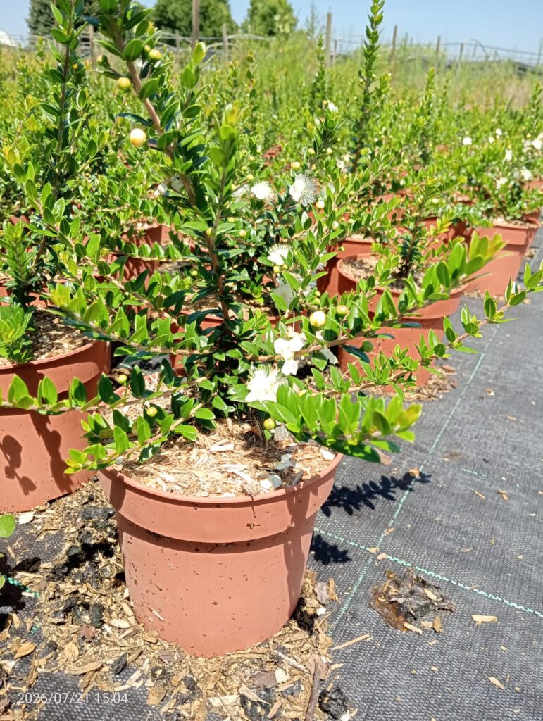 Myrtus (Myrtus communis — 1,3L)