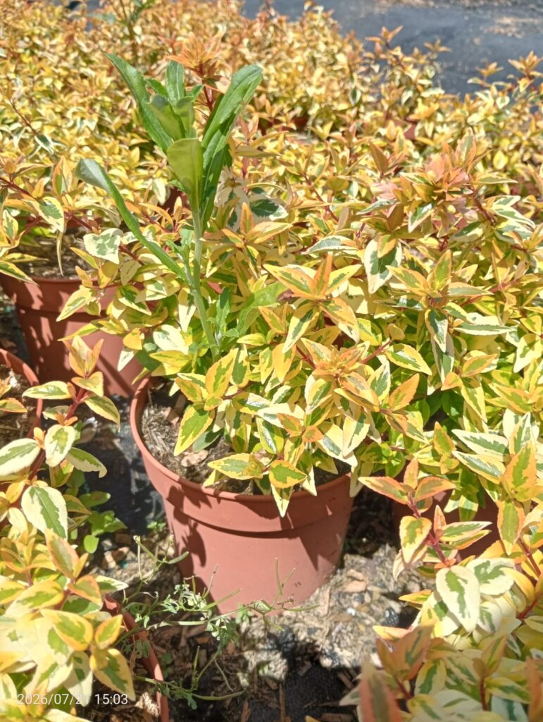 Abelia Grandiflora (Abelia grandiflora 'Kaleidoscope' — 1,3L)
