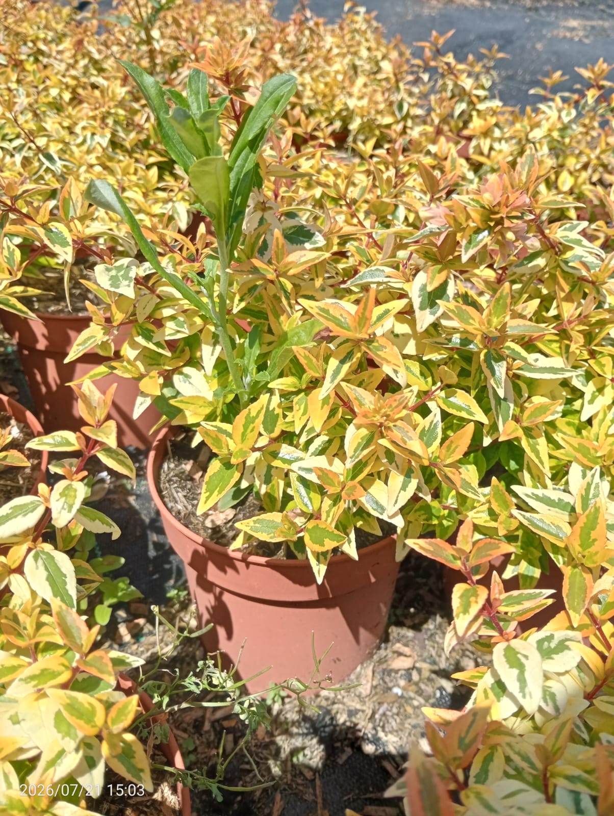 Abelia kaleidoskope