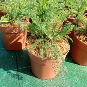 Achillea millefolium