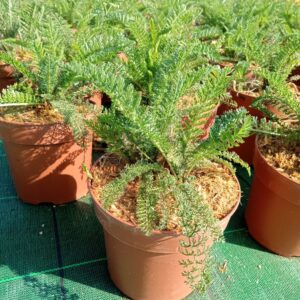 Achillea millefolium