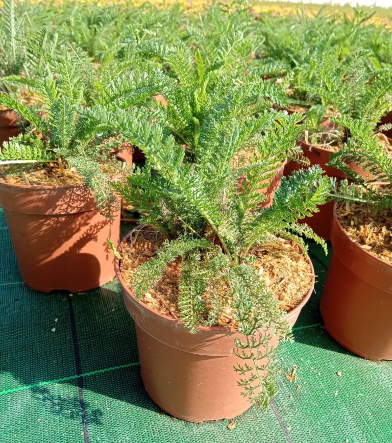 Achillea millefolium