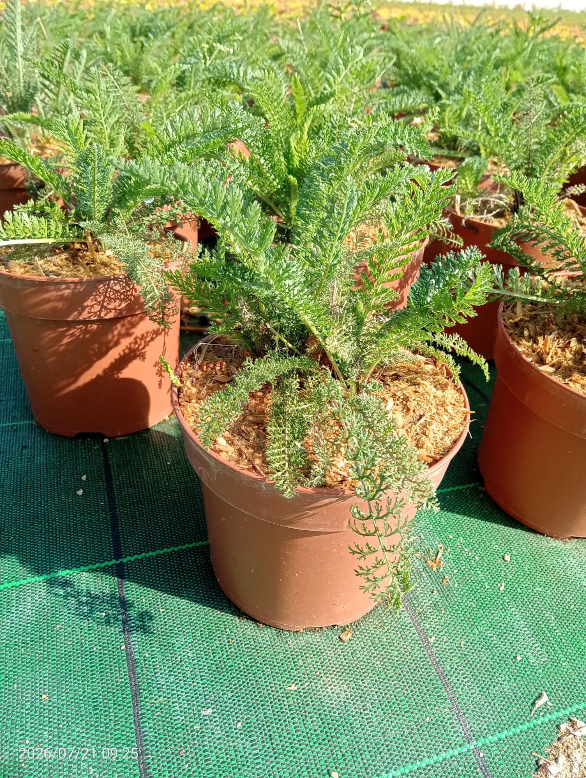 Achillea millefolium