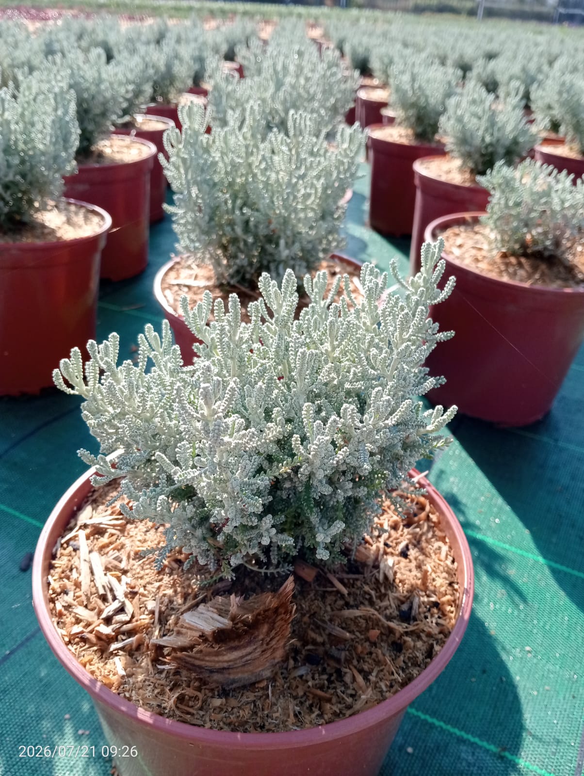 Santolina chamaecyparissus