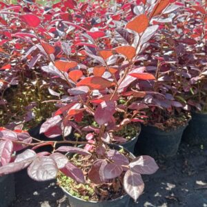 Loropetalum rubrum