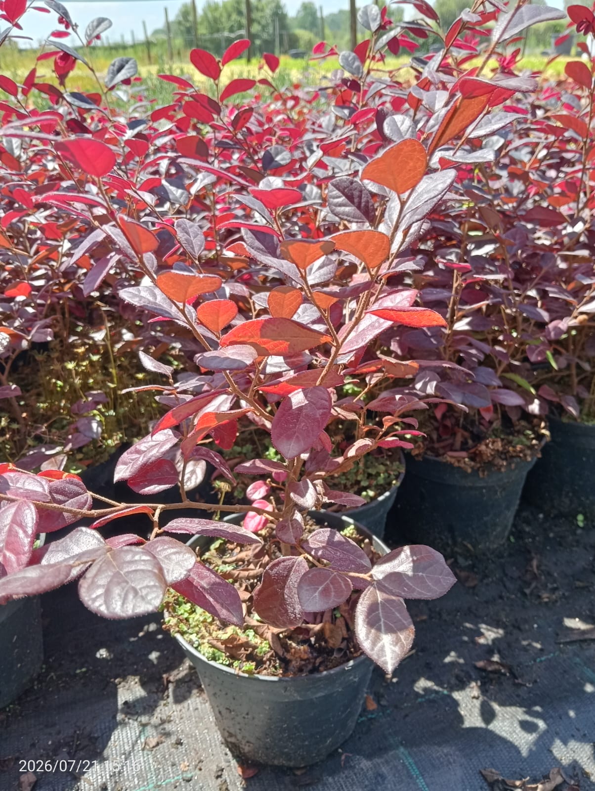 Loropetalum rubrum