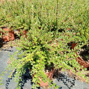 Cotoneaster