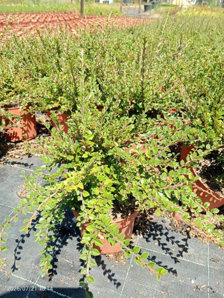Cotoneaster