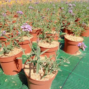 Verbena bonariensis