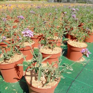 Verbena bonariensis