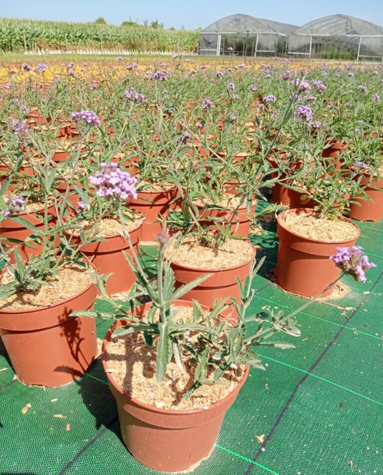 Verbena bonariensis