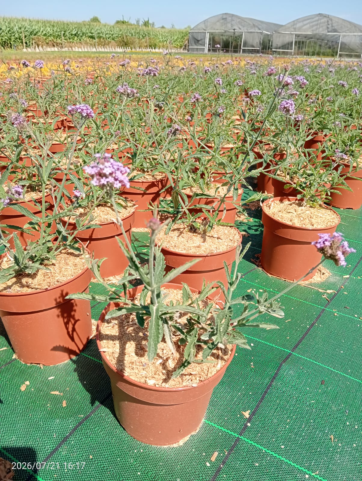 Verbena bonariensis