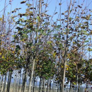 Acer Platanoides