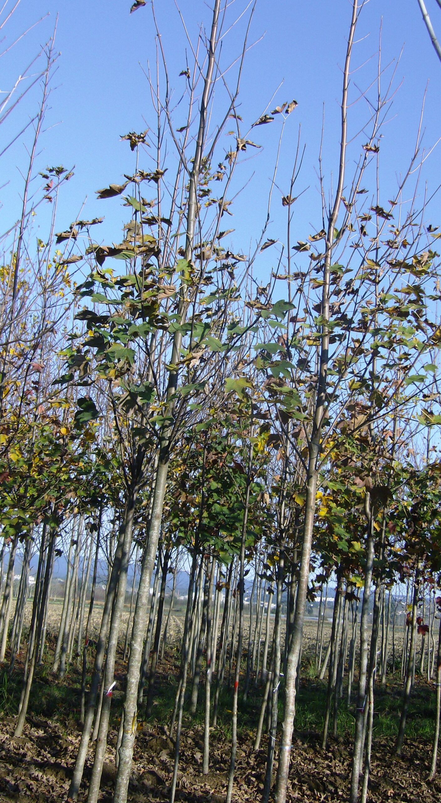 Acer Platanoides