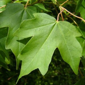 Acer campestre