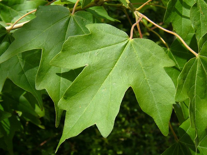 Acer campestre