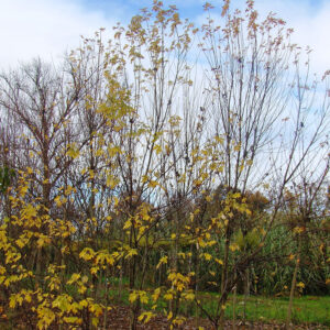 Acer sacarino