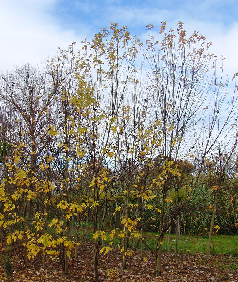 Acer sacarino