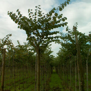 CERCIS SILIQUASTRUM