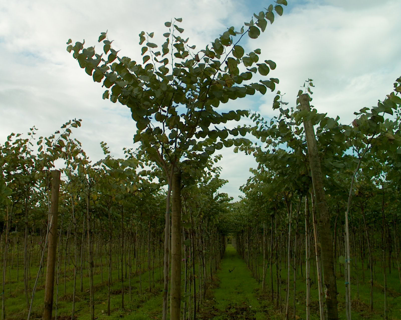 CERCIS SILIQUASTRUM