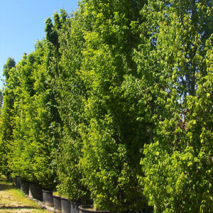 Carpinus betulus