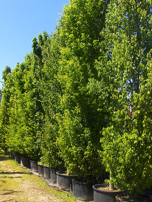 Carpinus betulus