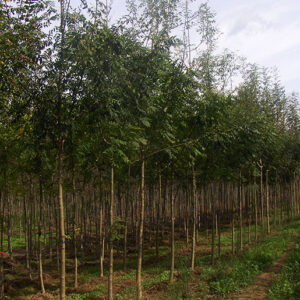 Fraxinus Angustifolia
