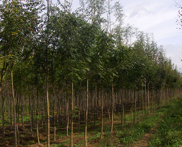 Fraxinus Angustifolia