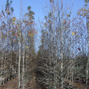 Liquidambar