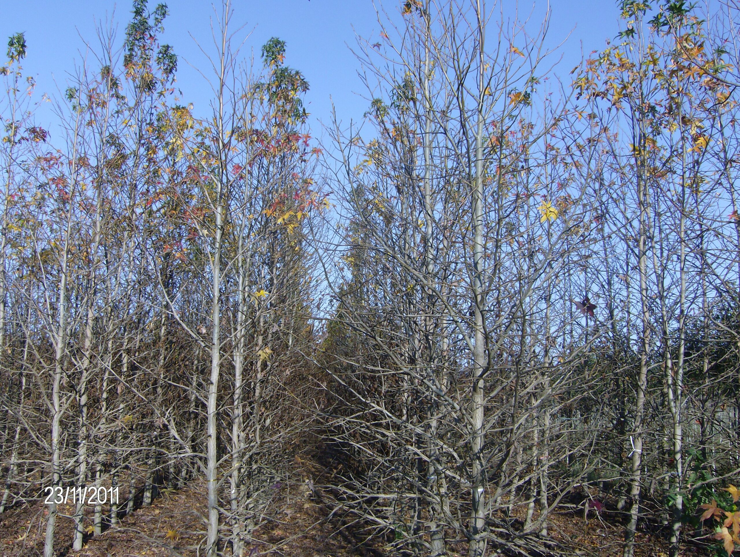Liquidambar