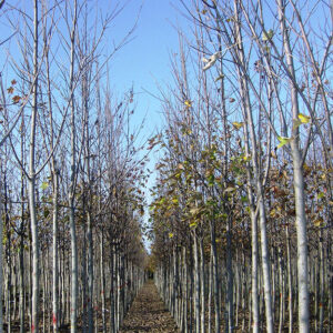 Liriodendron tulipifera