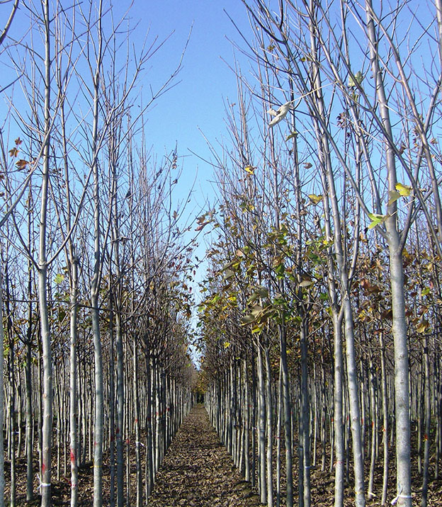 Liriodendron tulipifera