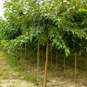 Morus Platanifolia