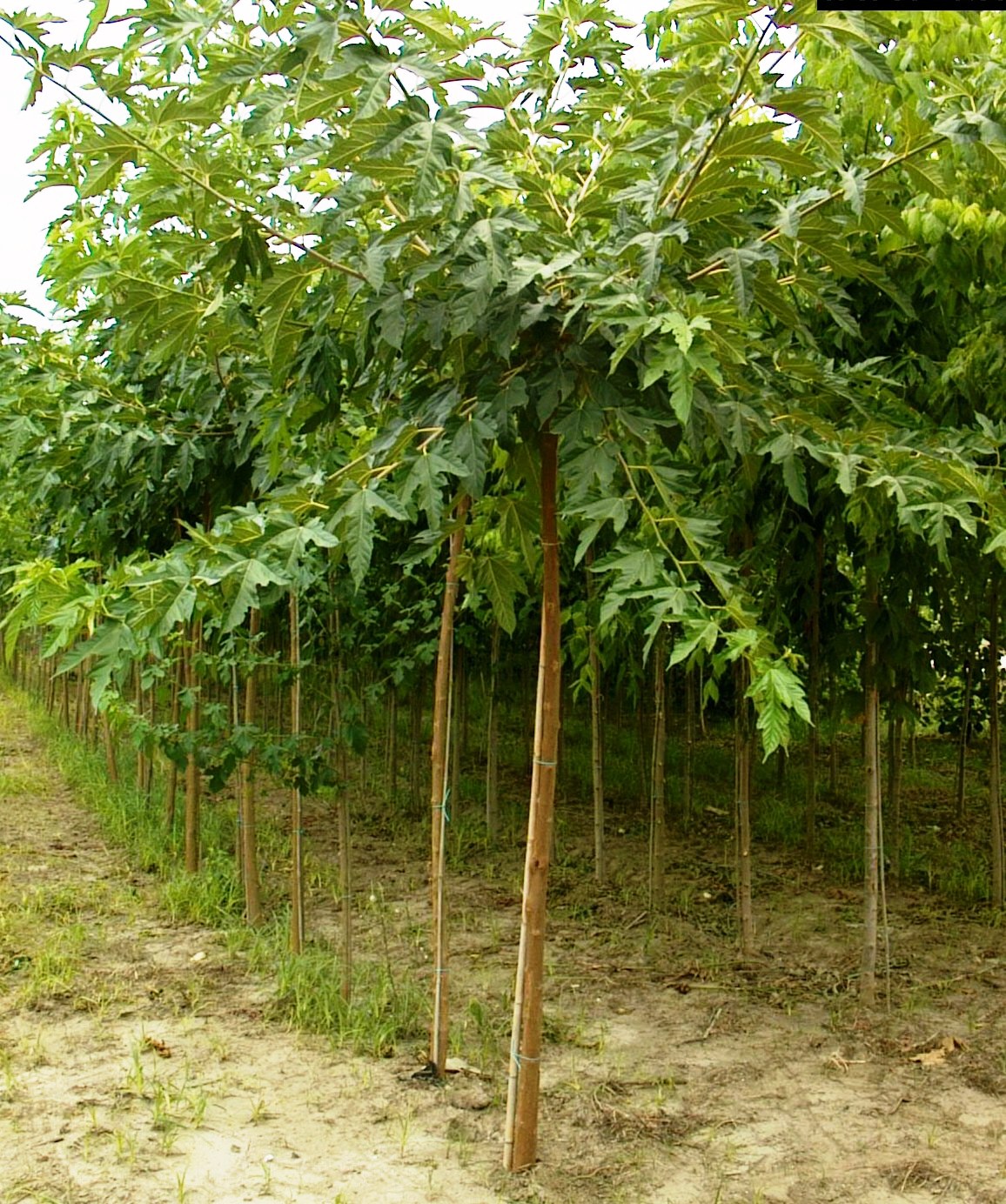 Morus Platanifolia