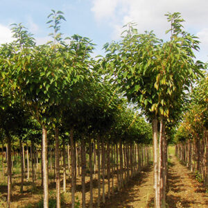 Prunus Serrulata Kanzan