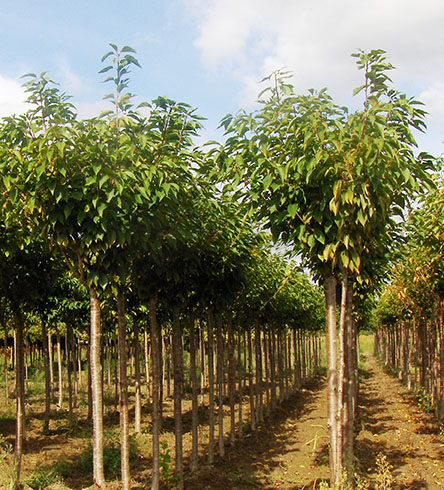 Prunus Serrulata Kanzan