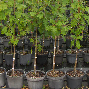 Quercus robur