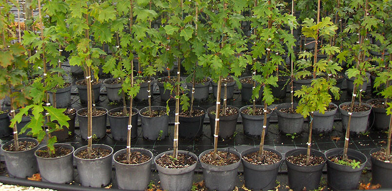 Quercus robur